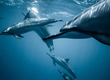 开云-8868在线官网登录入口——开启数字生活的新入口，解锁便捷与安全的全场景体验